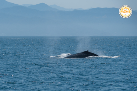 whale watching puerto vallarta