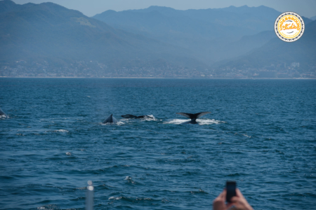 whale watching puerto vallarta